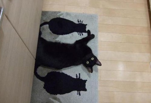 Gatos que no saben esconderse (3)