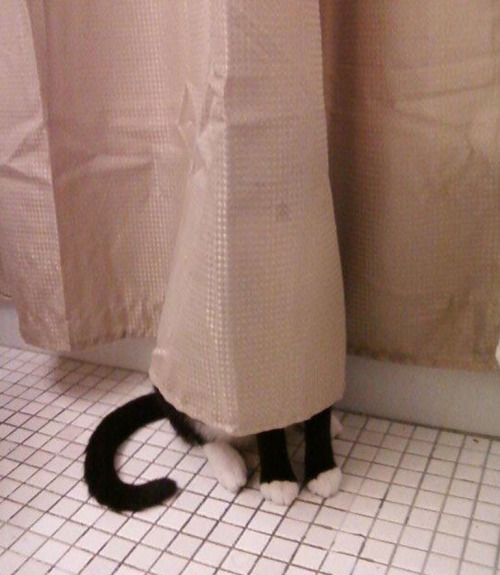 Gatos que no saben esconderse (4)