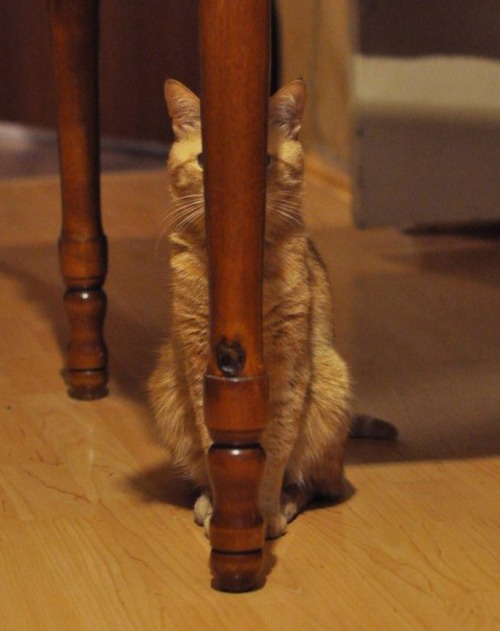 Gatos que no saben esconderse (5)