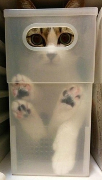 Gatos que no saben esconderse (6)