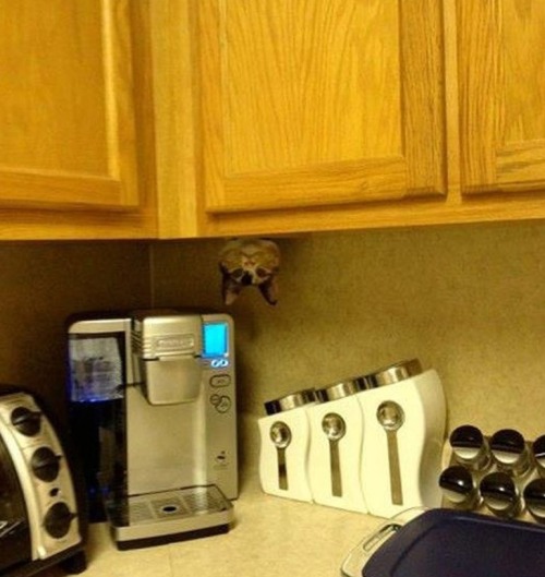 Gatos que no saben esconderse (7)
