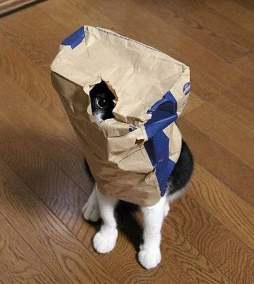 Gatos que no saben esconderse (8)