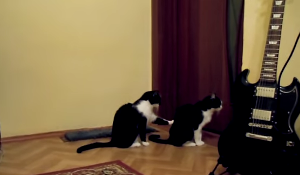 Los gatos también piden perdon