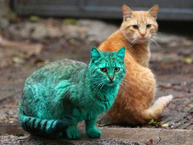 Gato de color verde encontrado en Bulgaria | Mundo Gatos