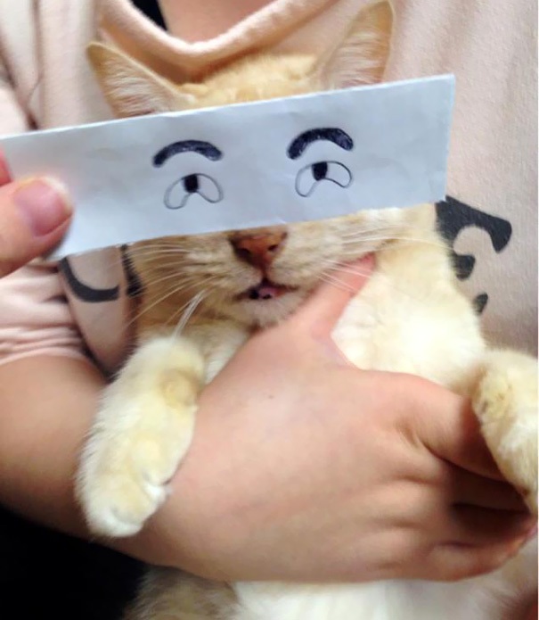 Gatos con ojos anime (1)