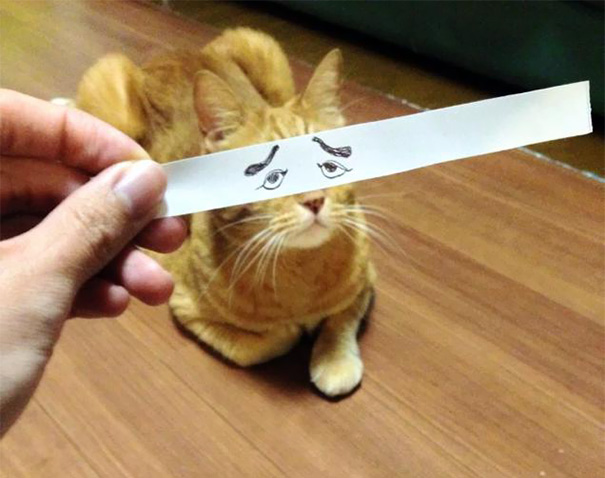 Gatos con ojos anime (10)