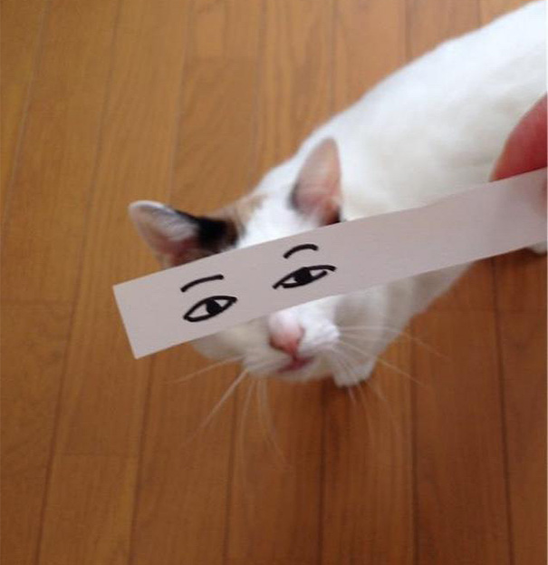 Gatos con ojos anime (12)