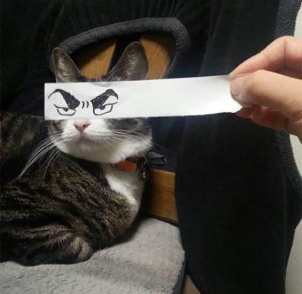 Gatos con ojos anime (2)