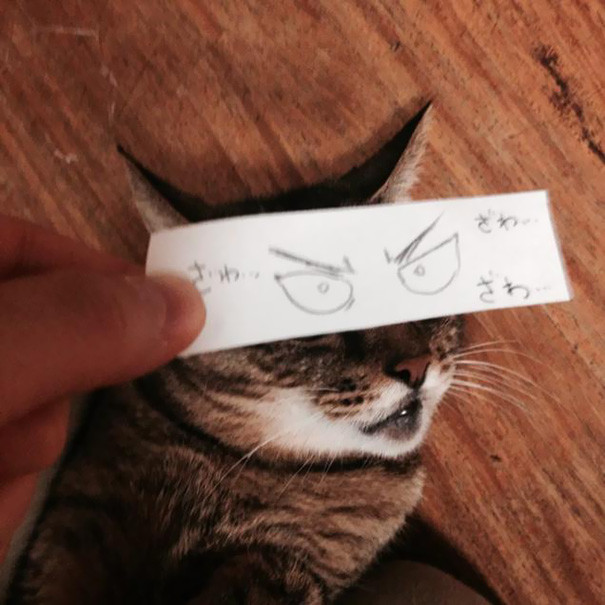 Gatos con ojos anime (4)