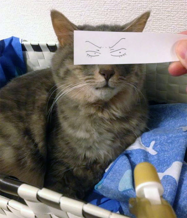 Gatos con ojos anime (8)