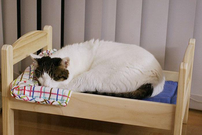 Gatos en camitas (1)