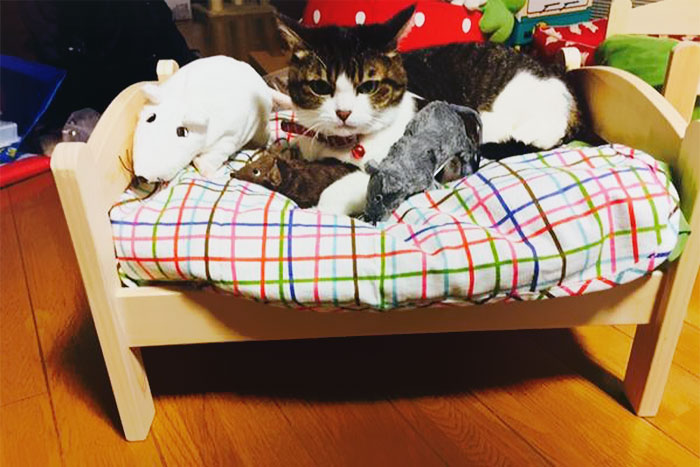 Gatos en camitas (2)
