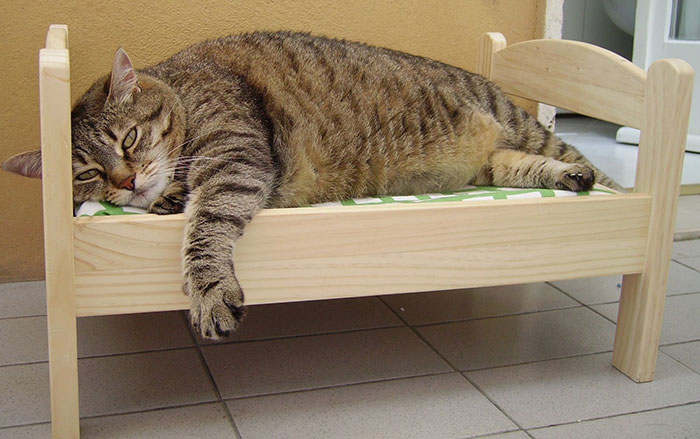 Gatos en camitas (4)