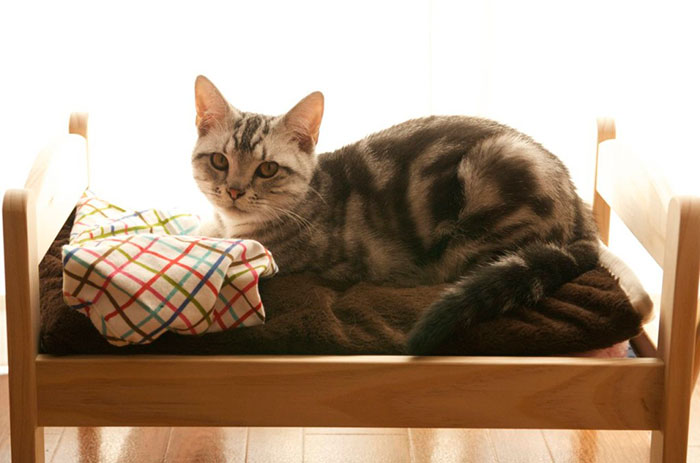 Gatos en camitas (5)