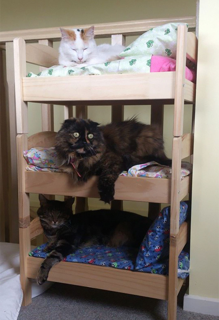 Gatos en camitas (8)