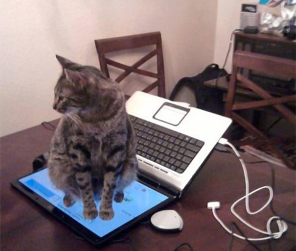 Logica de gatos (4)