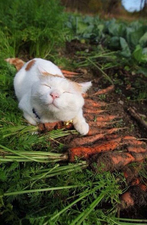 El gato más feliz del mundo (1)