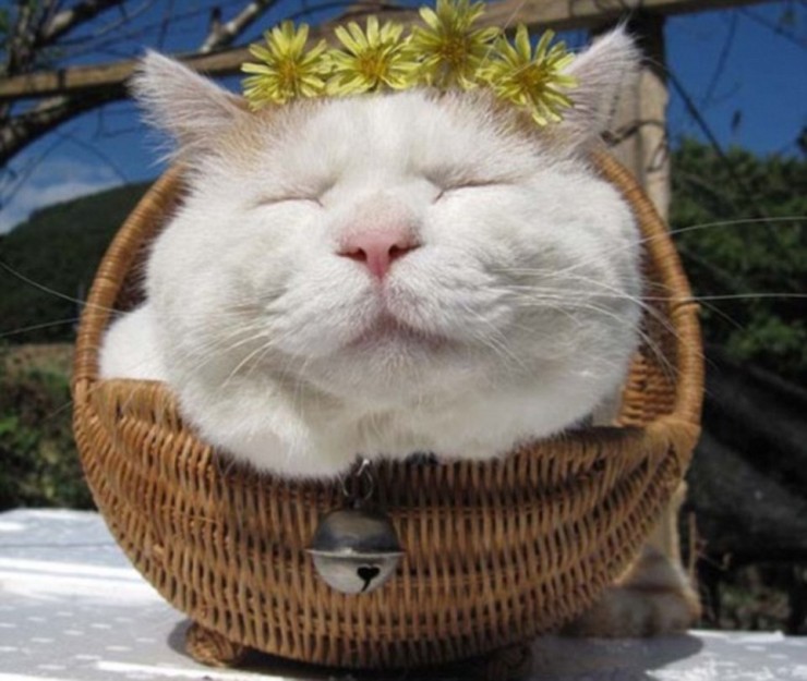 El gato más feliz del mundo (2)