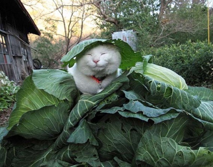 El gato más feliz del mundo (3)
