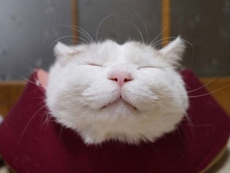 El gato más feliz del mundo (4)