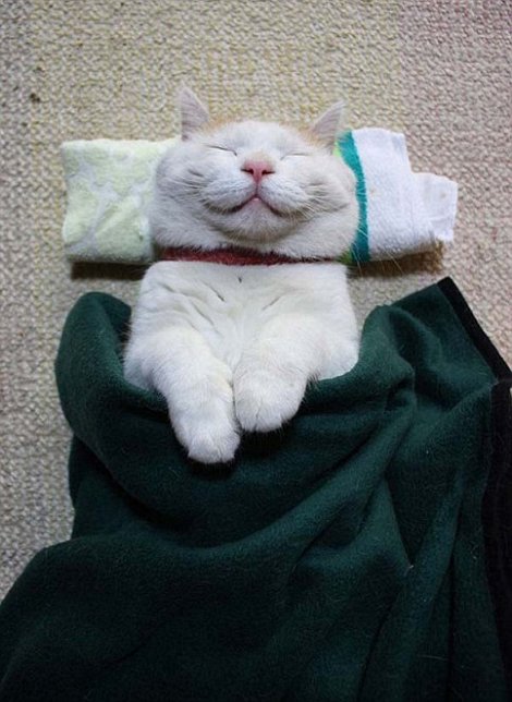 El gato más feliz del mundo (5)