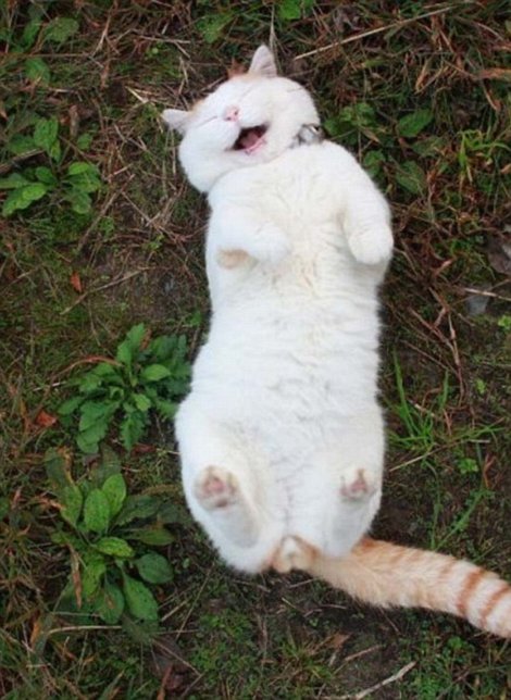 El gato más feliz del mundo (6)