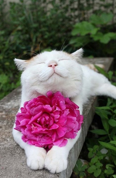 El gato más feliz del mundo (7)