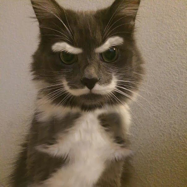 Gatos con manchas muy particulares (1)