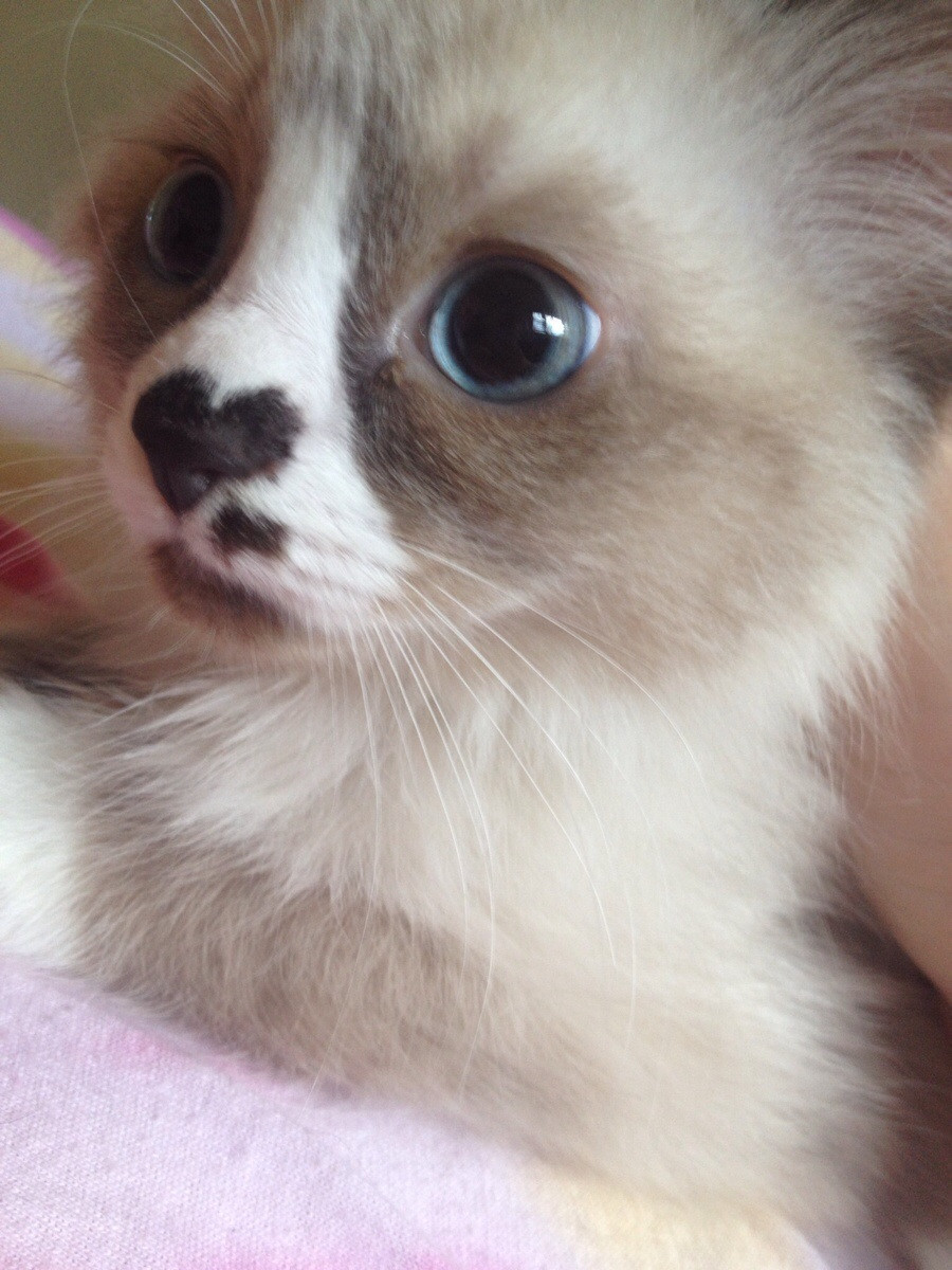 Gatos con manchas muy particulares (10)