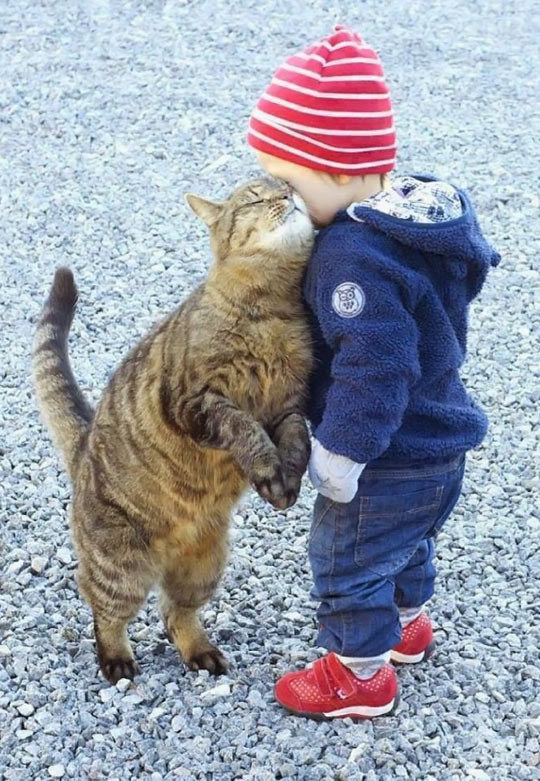 Gatos con manchas muy particulares (1)