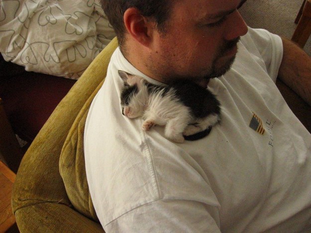 Gatos con manchas muy particulares (11)