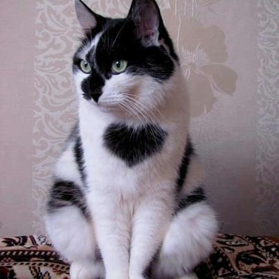 Gatos con manchas muy particulares (12)