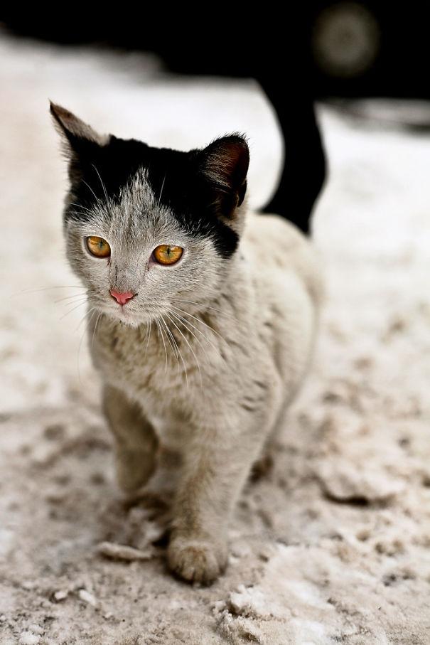 Gatos con manchas muy particulares (13)