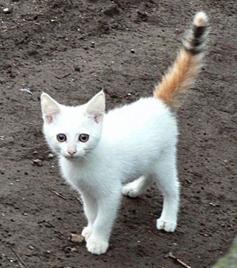 Gatos con manchas muy particulares (14)