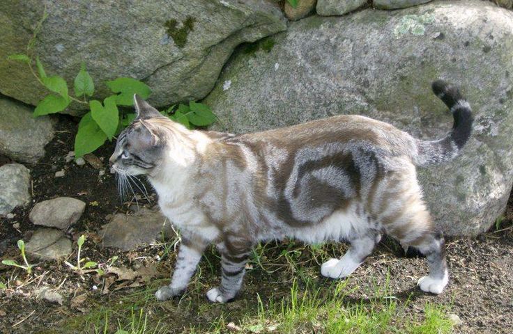 Gatos con manchas muy particulares (15)