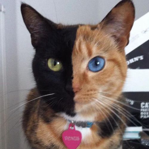 Gatos con manchas muy particulares (16)