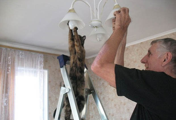 Gatos con manchas muy particulares (16)