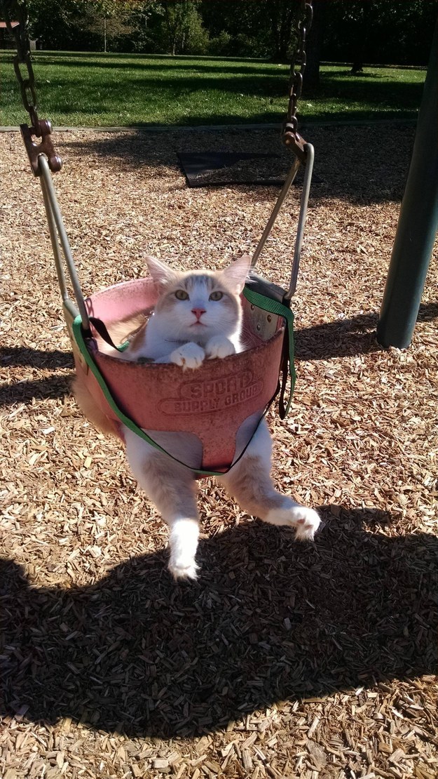 Gatos con manchas muy particulares (17)