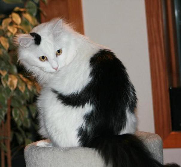 Gatos con manchas muy particulares (18)