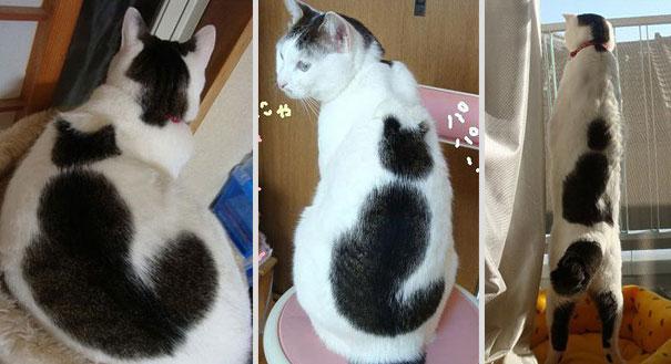 Gatos con manchas muy particulares (19)