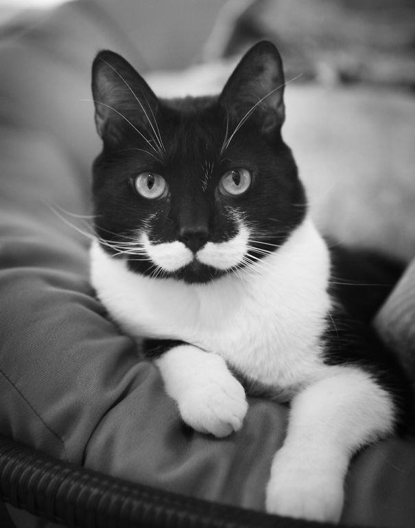 Gatos con manchas muy particulares (2)