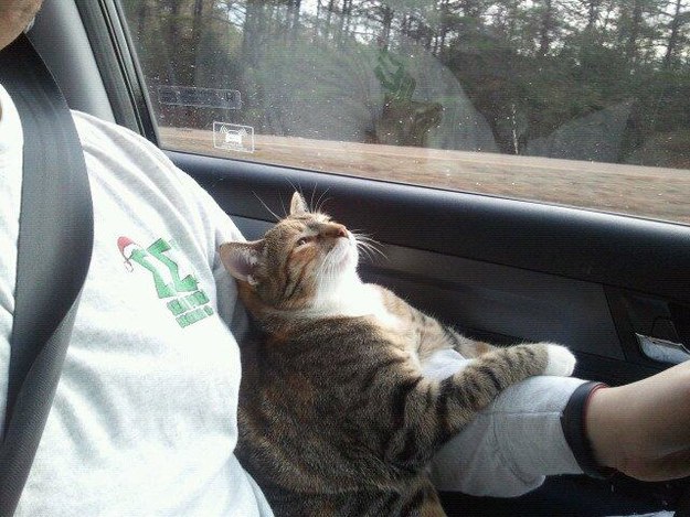 Gatos con manchas muy particulares (20)
