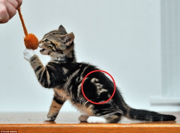 Gatos con manchas muy particulares (21)