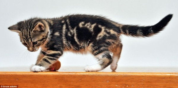 Gatos con manchas muy particulares (22)