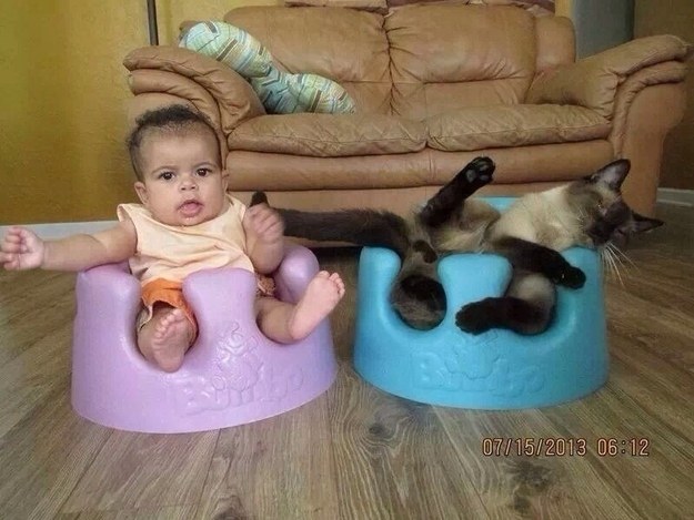 Gatos con manchas muy particulares (2)