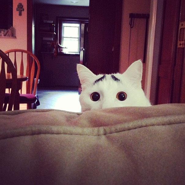 Gatos con manchas muy particulares (4)