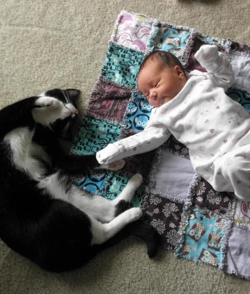 Gatos con manchas muy particulares (4)