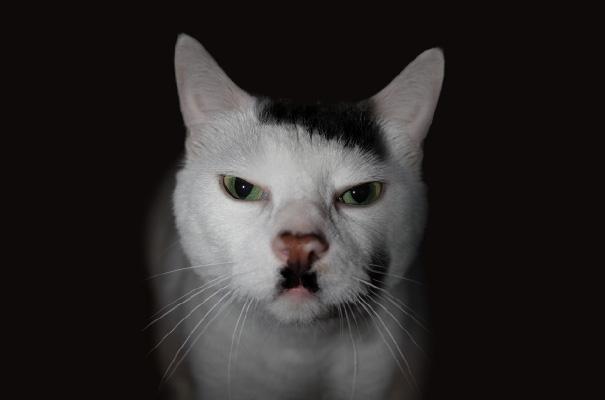 Gatos con manchas muy particulares (6)