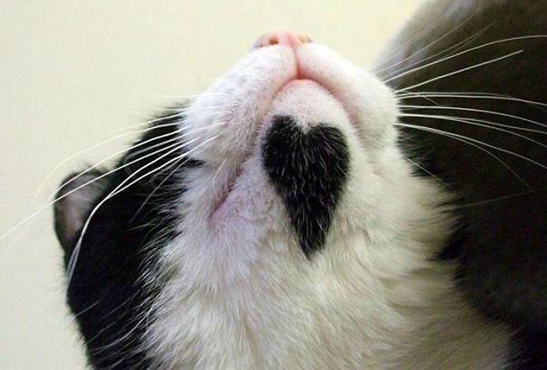 Gatos con manchas muy particulares (7)