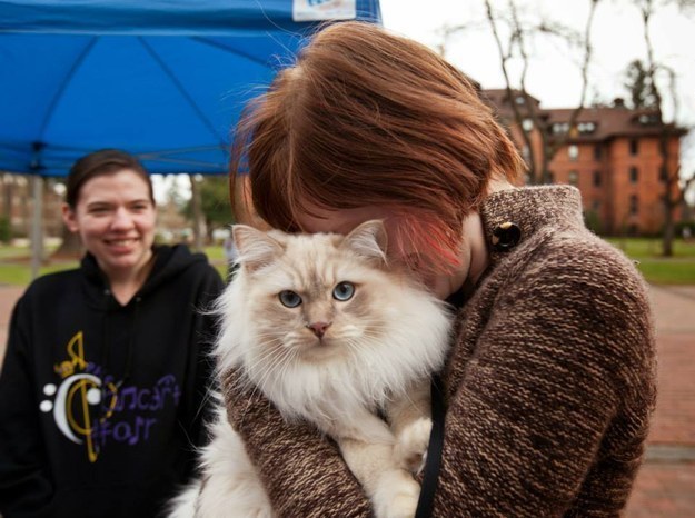 Gatos con manchas muy particulares (7)